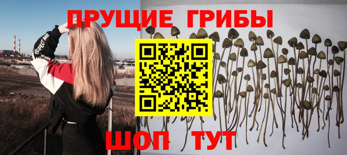Псилоцибиновые грибы GOLDEN TEACHER  Вход с VPN  Туймазы  Псилоцибиновые грибы GOLDEN TEACHER 